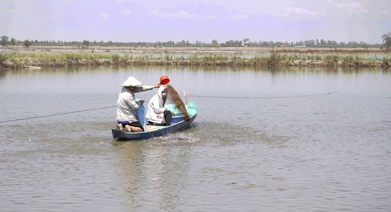 cho cá ăn